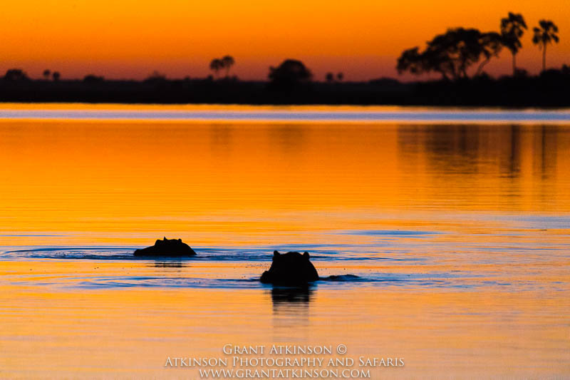 Hippos and sunset - Copyright © Grant Atkinson